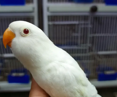 ALBINO / PARBLUE / DECINO / CERAMINO / Love bird for sale - 1