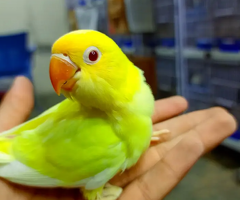 ALBINO / PARBLUE / DECINO / CERAMINO / Love bird for sale - 2