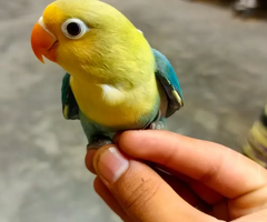 ALBINO / PARBLUE / DECINO / CERAMINO / Love bird for sale - 3