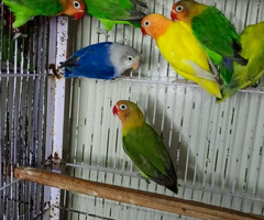 ALBINO / PARBLUE / DECINO / CERAMINO / Love bird for sale - 4