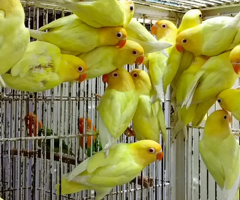 ALBINO / PARBLUE / DECINO / CERAMINO / Love bird for sale - 5