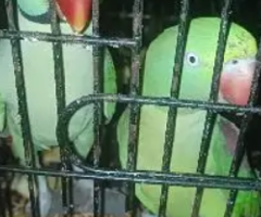 raw parrot pair| jambo size parrot | raw parrot | green parrots