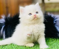 Persian kittens | triple Coated | Punch Face kittens For Sale - 1