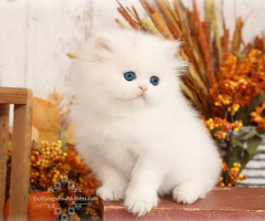 Persian kittens | triple Coated | Punch Face kittens For Sale - 2