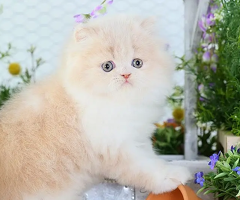 Persian kittens | triple Coated | Punch Face kittens For Sale - 3