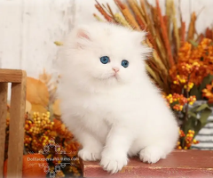 Persian kittens | triple Coated | Punch Face kittens For Sale - 4