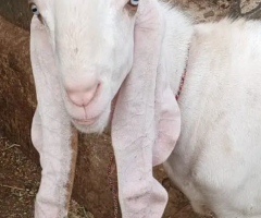 Bakra for sale | qurbani Bakra Karachi