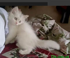 beautiful Persian white cat - 1