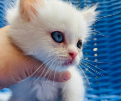 triple coated persian kittens