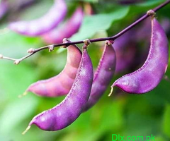 Purple Hyacinth Bean Vine Seeds Pack - 2