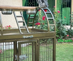 Large Top sitting, moving cages for Grey parrot and other birds - 2