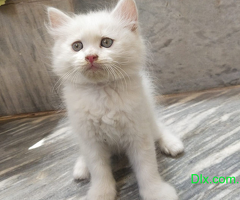 Persian kitten pair available - 1