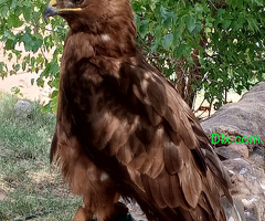 Brown eyed buzzard