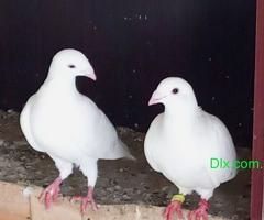 German Beauty breeding pair Fancy pigeon