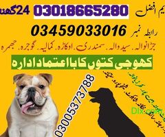 Army Dog Center Faisalabad - 2