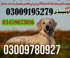 Army Dog Center Rawalpindi - 2