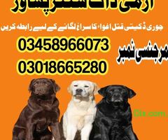 Army Dog Center Peshawar