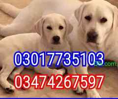 Army dog center pakistan 03017735103