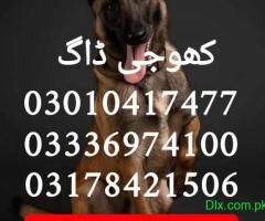 Army dog center 03010417477