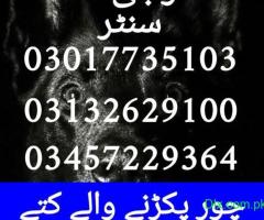 Army dog center 03017735103