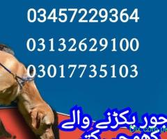 Army dog center rawalpindi 03132629100