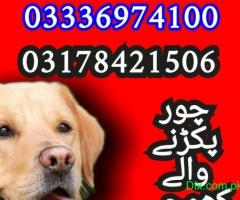 Army dog center balochistan 03336974100