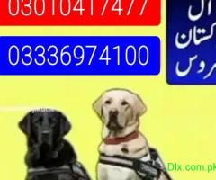Army dog center kpk 03010417477