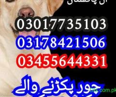 Army dog center sindh 03017735103