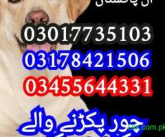 Army dog center sindh 03017735103