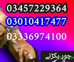 Army dog center 03010417477