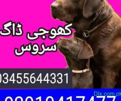 Army dog center kpk 03455644331