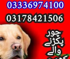 Army dog center balochistan 03336974100