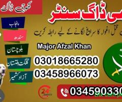 Army dog center Attock 03018665280 کھوجی کتے | Khoji Dogs - 2