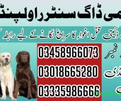 Army Dog Center Rawalpindi 03009195279