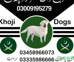 Khoji Dog Center Rawalpindi 03009195279