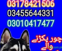 Army dog center 03010417477