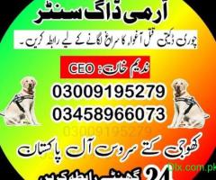 army dog center mianwali 03009195279 khoji dogs