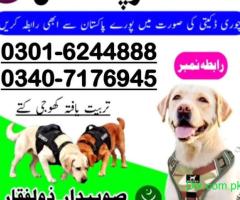 Army Dog Center Okara 03016244888 khoji Dogs Okara